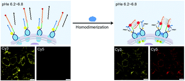 Graphical abstract: A bimolecular i-motif mediated FRET strategy for imaging protein homodimerization on a living tumor cell surface