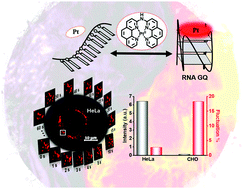 Graphical abstract: Fluorogenic Pt complexes distinguish the quantity and folding behavior of RNA G-quadruplexes between live cancerous and healthy cells