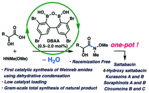 Graphical abstract: Synthesis of Weinreb amides using diboronic acid anhydride-catalyzed dehydrative amidation of carboxylic acids