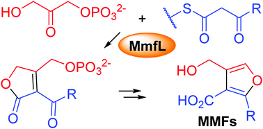 Graphical abstract: MmfL catalyses formation of a phosphorylated butenolide intermediate in methylenomycin furan biosynthesis