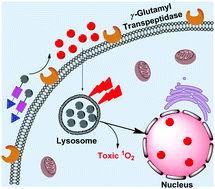 Graphical abstract: Selective photo-ablation of glioma cells using an enzyme activatable photosensitizer