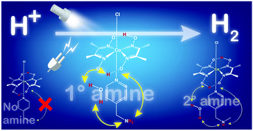 Graphical abstract: Probing the peripheral role of amines in photo- and electrocatalytic H2 production by molecular cobalt complexes