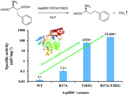 Graphical abstract: Structure-guided engineering of Pseudomonas dacunhael-aspartate β-decarboxylase for l-homophenylalanine synthesis