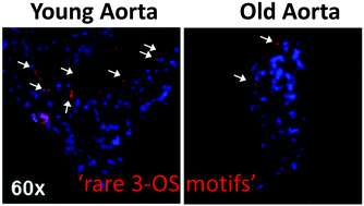 Graphical abstract: Visualizing antithrombin-binding 3-O-sulfated heparan sulfate motifs on cell surfaces