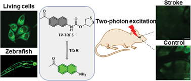 Graphical abstract: Loss of thioredoxin reductase function in a mouse stroke model disclosed by a two-photon fluorescent probe