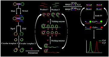 Graphical abstract: A dumbbell probe-based dual signal amplification strategy for sensitive detection of multiple DNA methyltransferases