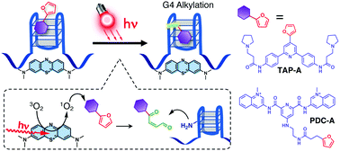 Graphical abstract: Teaching photosensitizers a new trick: red light-triggered G-quadruplex alkylation by ligand co-localization