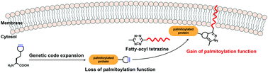 Graphical abstract: Site-specific chemical fatty-acylation for gain-of-function analysis of protein S-palmitoylation in live cells