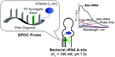 Graphical abstract: Small molecule–PNA oligomer conjugates for rRNA A-site at neutral pH for FID assays