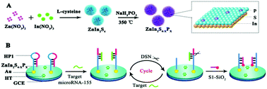 Graphical abstract: Enhancing photoelectrochemical performance of ZnIn2S4 by phosphorus doping for sensitive detection of miRNA-155