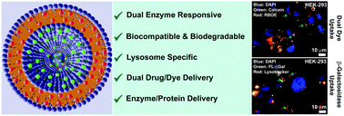 Graphical abstract: Dual enzyme responsive mannose-6-phosphate based vesicle for controlled lysosomal delivery