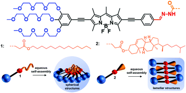 Graphical abstract: Hydrophobic domain flexibility enables morphology control of amphiphilic systems in aqueous media