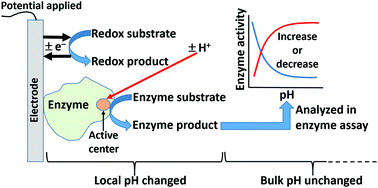 Graphical abstract: Electrochemical control of the catalytic activity of immobilized enzymes