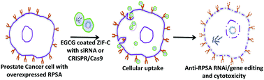 Graphical abstract: ZIF-C for targeted RNA interference and CRISPR/Cas9 based gene editing in prostate cancer