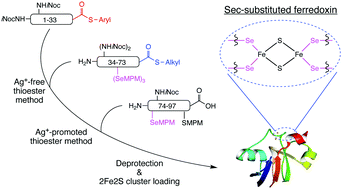 Graphical abstract: Chemical synthesis of ferredoxin with 4 selenocysteine residues using a segment condensation method