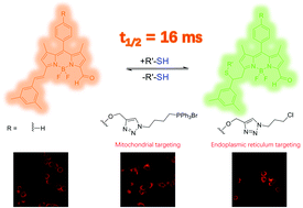 Graphical abstract: BODIPY based realtime, reversible and targeted fluorescent probes for biothiol imaging in living cells