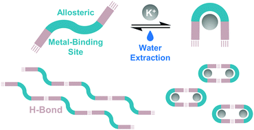 Graphical abstract: Reversible hydrogen-bonded polymerization regulated by allosteric metal templation