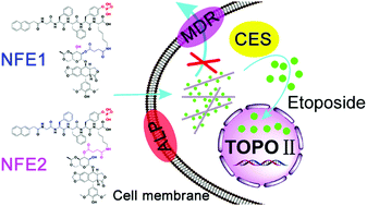 Graphical abstract: Self-assembling peptide–etoposide nanofibers for overcoming multidrug resistance