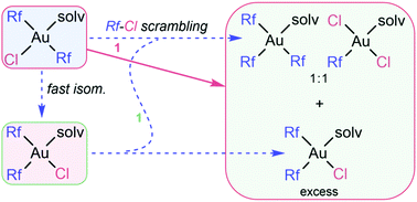 Graphical abstract: Striking ligand-disproportionative Cl/aryl scrambling in a simple Au(iii) system. Solvent role, driving forces and mechanisms