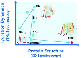 Graphical abstract: Alteration of water absorption in the THz region traces the onset of fibrillation in proteins