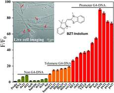 Graphical abstract: A small-sized benzothiazole–indolium fluorescent probe: the study of interaction specificity targeting c-MYC promoter G-quadruplex structures and live cell imaging
