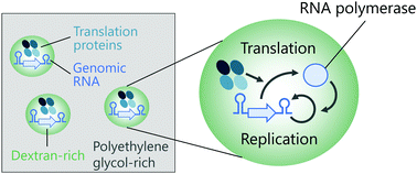 Graphical abstract: Translation-coupled RNA replication and parasitic replicators in membrane-free compartments