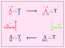 Graphical abstract: A hitherto unknown stability of DNA basepairs