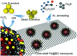 Graphical abstract: B-Doped core–shell Fe@BC nanozymes: active site identification and bacterial inhibition