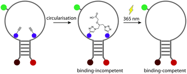 Graphical abstract: Photo-tethered molecular beacons for superior light-induction