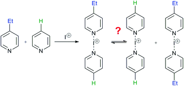 Graphical abstract: Asymmetric [N–I–N]+ halonium complexes in solution?