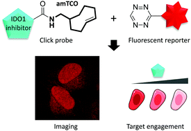 Graphical abstract: amTCO, a new trans-cyclooctene derivative to study drug-target interactions in cells