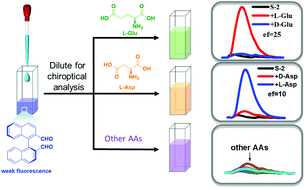 Graphical abstract: Chemoselective and enantioselective fluorescent recognition of glutamic and aspartic acids