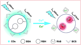 Graphical abstract: Simultaneous detection and speciation of mono- and di-valent copper ions with a dual-channel fluorescent nanoprobe