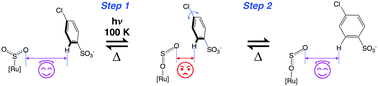 Graphical abstract: Rapid build up of nanooptomechanical transduction in single crystals of a ruthenium-based SO2 linkage photoisomer