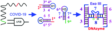 Graphical abstract: Dual recognition element-controlled logic DNA circuit for COVID-19 detection based on exonuclease III and DNAzyme