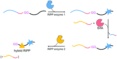 Graphical abstract: Leader peptide exchange to produce hybrid, new-to-nature ribosomal natural products