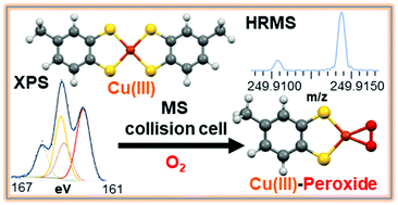 Graphical abstract: Cu(iii)–bis-thiolato complex forms an unusual mono-thiolato Cu(iii)–peroxido adduct