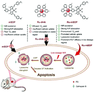 Graphical abstract: Rational design of a lysosome-targeting and near-infrared absorbing Ru(ii)–BODIPY conjugate for photodynamic therapy