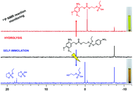 Graphical abstract: Phosphate linkers with traceable cyclic intermediates for self-immolation detection and monitoring