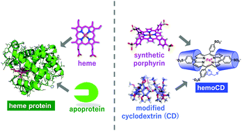 Graphical abstract: Synthetic heme protein models that function in aqueous solution