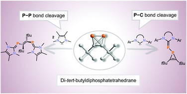 Graphical abstract: Di-tert-butyldiphosphatetrahedrane as a building block for phosphaalkenes and phosphirenes