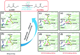 Graphical abstract: Significantly enhancing the stereoselectivity of a regioselective nitrilase for the production of (S)-3-cyano-5-methylhexanoic acid using an MM/PBSA method