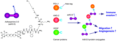 Graphical abstract: Non-genetic cell-surface modification with a self-assembling molecular glue