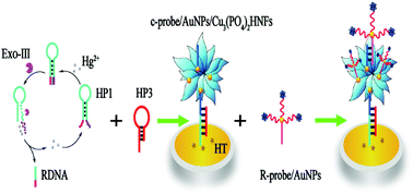 Graphical abstract: A novel electrochemical biosensor for ultrasensitive Hg2+ detection via a triple signal amplification strategy