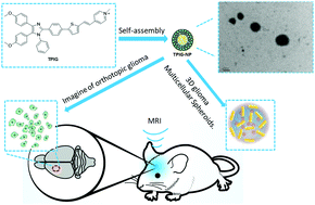 Graphical abstract: Wash-free 3D imaging and detection of glioma with a novel neuropotential targeted AIE probe