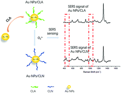 Graphical abstract: Reactive strategy-based SERS determination of O2˙− generated from sunscreen