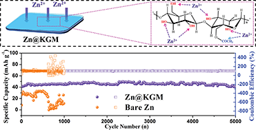 Graphical abstract: Highly stable zinc metal anode enabled by oxygen functional groups for advanced Zn-ion supercapacitors