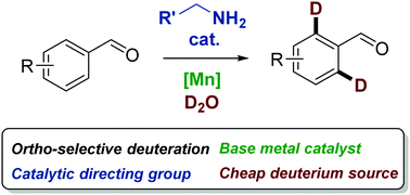 Graphical abstract: Manganese-catalyzed selective C–H activation and deuteration by means of a catalytic transient directing group strategy