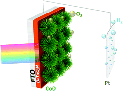 Graphical abstract: Stable and efficient solar-driven photoelectrochemical water splitting into H2 and O2 based on a BaTaO2N photoanode decorated with CoO microflowers