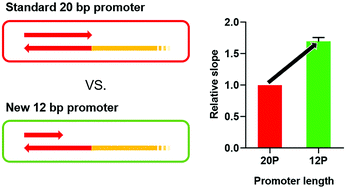Graphical abstract: Promoter engineering improves transcription efficiency in biomolecular assays
